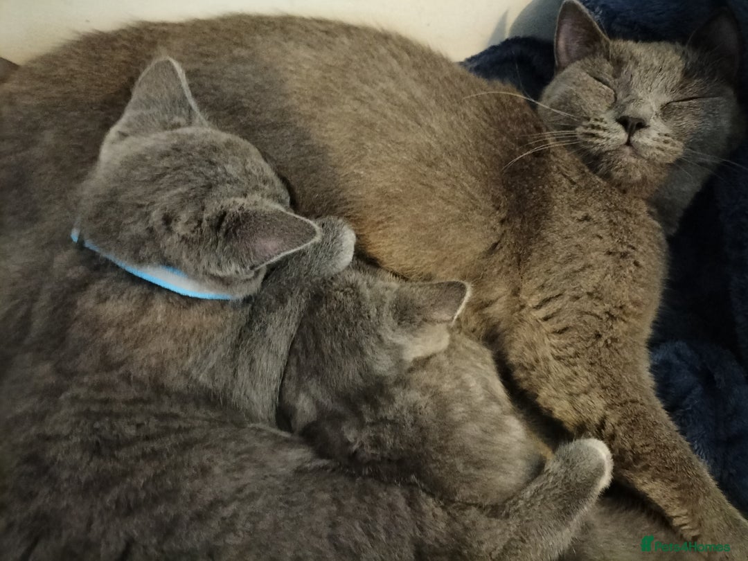 British Shorthair cats for sale: Beautiful little kittens  - Advert 3