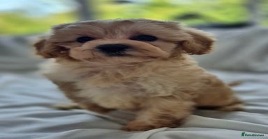 Cavapoochon dogs - Advert 16