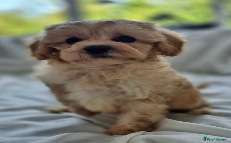 Cavapoochon dogs - Advert 1