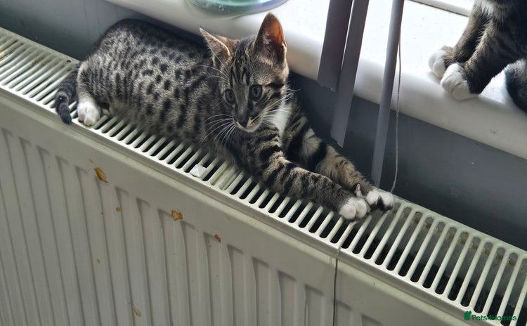 Savannah cats Reduced!! F5 SAVANNAH KITTENS READY NOW 2 left  - Advert 5