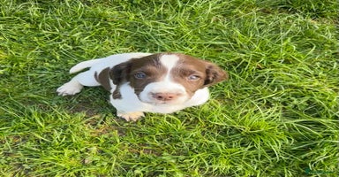 English Springer Spaniel dogs - Advert 8