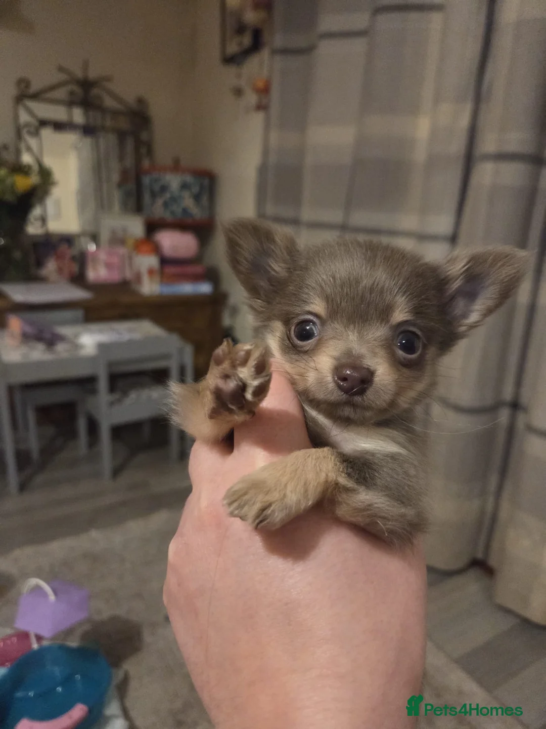 Chihuahua dogs for stud: 1.8kg PROVEN TikTok star STUD ⭐️ - Advert 20