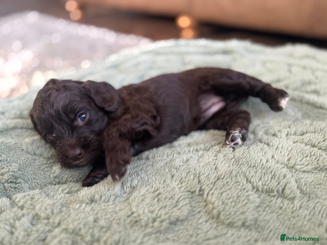 Cockapoo dogs for sale: Adorable chocolate cockapoos  - Image 5