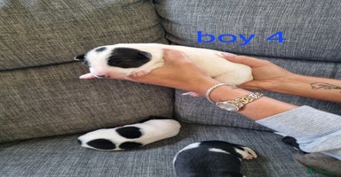 Mixed Breed dogs - Advert 3