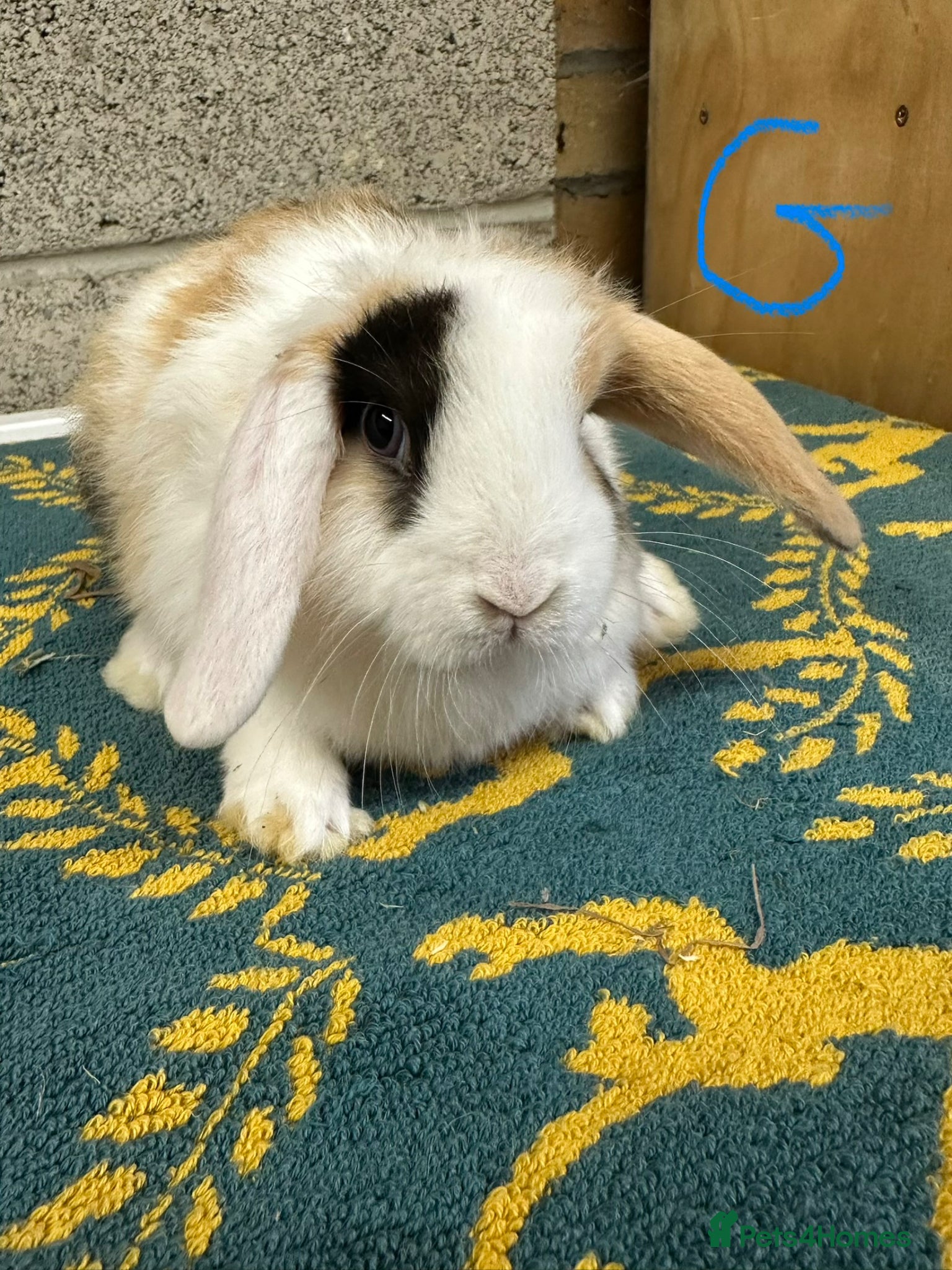 Mini Lop rabbits Mini Lop Rabbits For Sale  - Advert 1