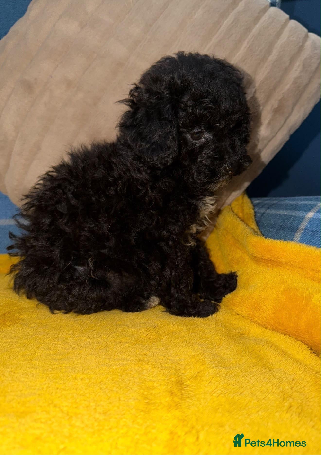 Toy Poodle dogs 🧡💛Toy Poodle Boys Available Now💛🧡 - Advert 2