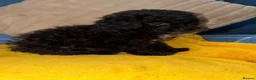 Toy Poodle dogs for sale: Last two Toy Poodle Boys Available Now - Advert 3
