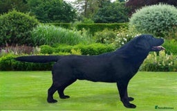 Labrador Retriever dogs for sale: Ready now from Plettenberg Labradors, KC Reg. - Image 11