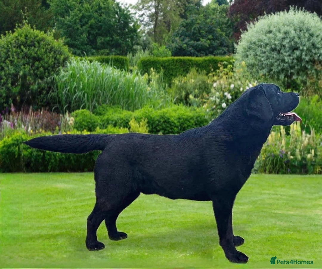 Labrador Retriever dogs for sale: Ready now from Plettenberg Labradors, KC Reg. - Image 11