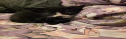Mixed Breed cats for sale: "Fluffy Furballs"  - Advert 8