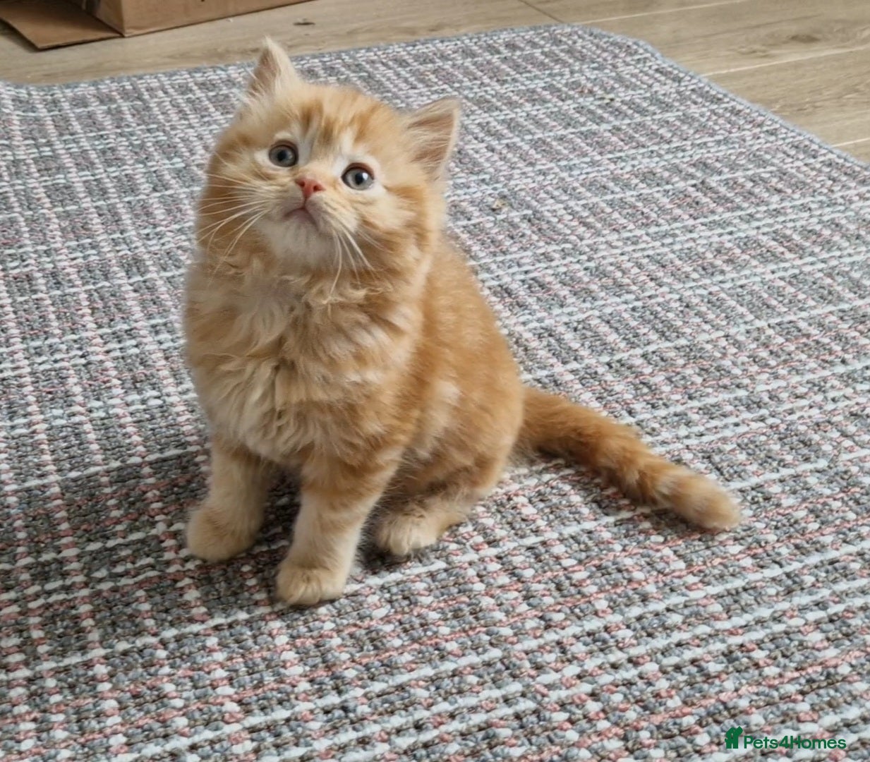 Mixed Breed cats 2 kittens half British shorthair - Advert 1