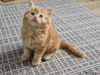 Mixed Breed cats 2 kittens half British shorthair - Advert 3