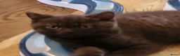 British Shorthair cats for sale: Gorgeous chunky chocolate boy  - Advert 5