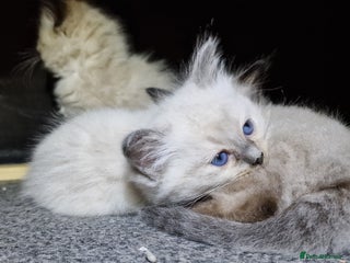 Ragdoll cats - Advert 11