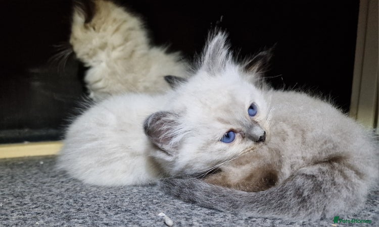 Ragdoll cats - Advert 11