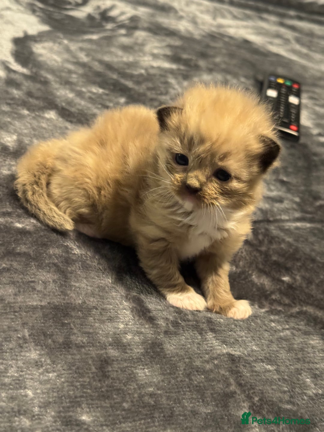 Ragdoll cats for sale: Rare Cherubim ragdolls lilac mink sepia smoke  - Image 6