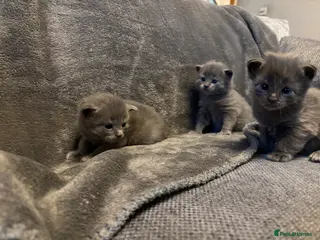 Mixed Breed cats 3 Beautiful kittens - Advert 7