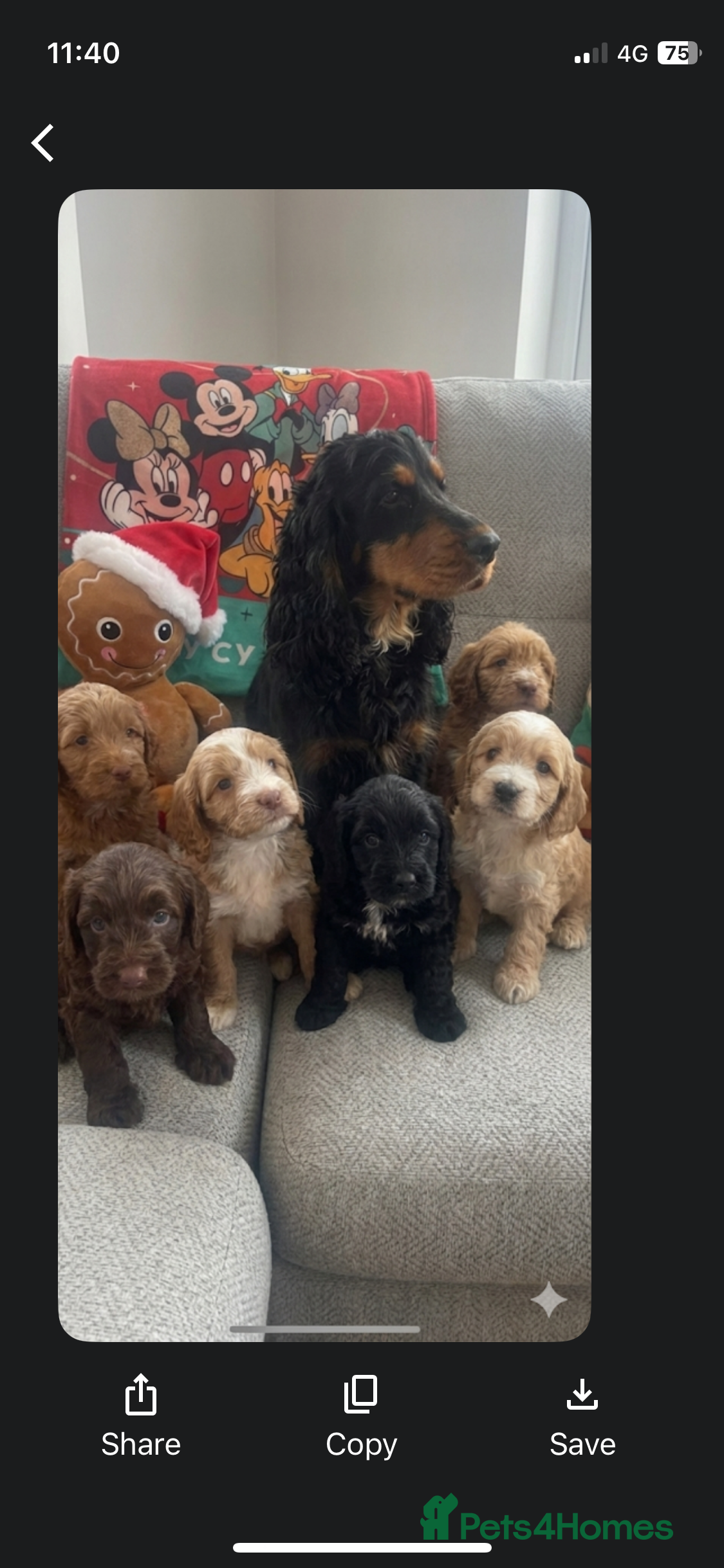 Cockapoo dogs Only 2 left , black girl and cream boy  - Advert 6