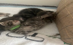 Mixed Breed cats for sale: 2 girl long haired tabby kittens  - Image 17