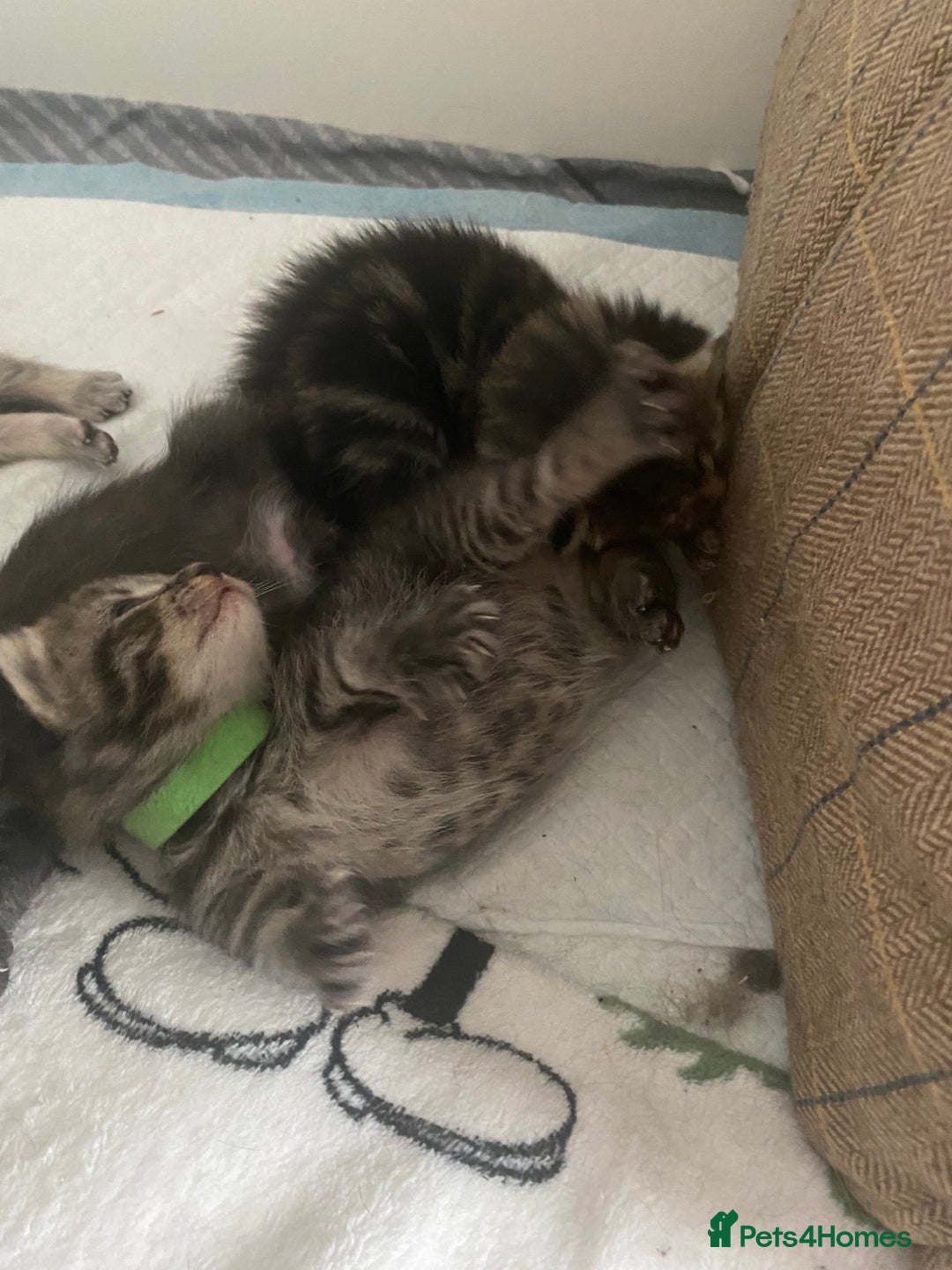 Mixed Breed cats for sale: 2 girl long haired tabby kittens  - Image 17