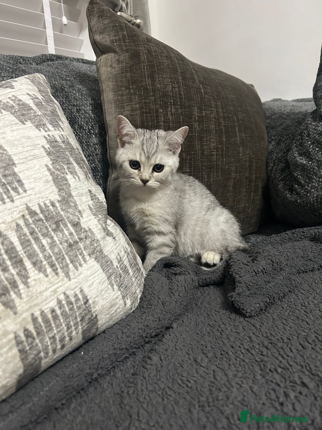Scottish Fold cats for sale:  BEAUTIFUL female kitten🩷 - Image 8