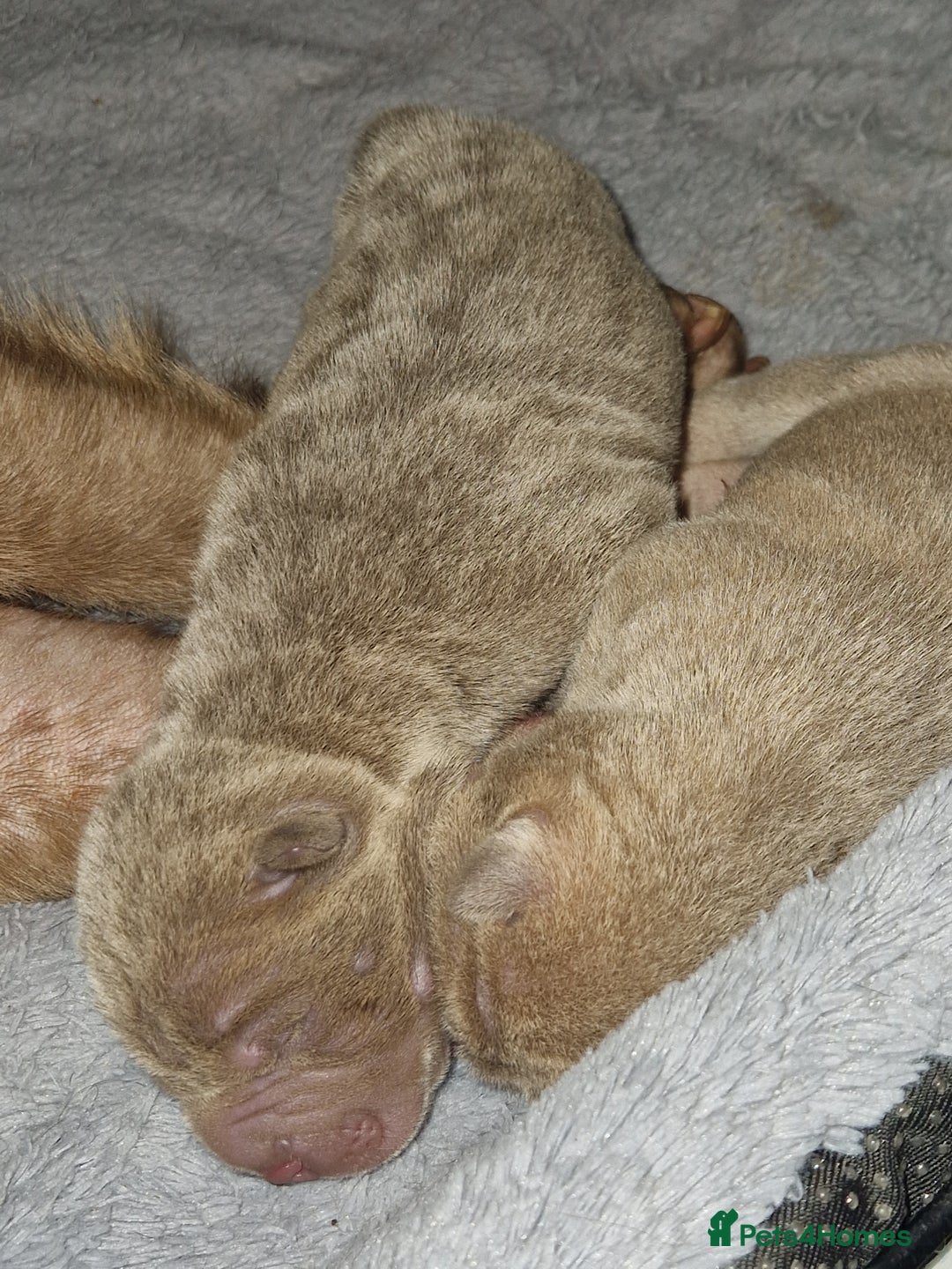 Shar Pei dogs for sale: Male Shar peis - Image 9