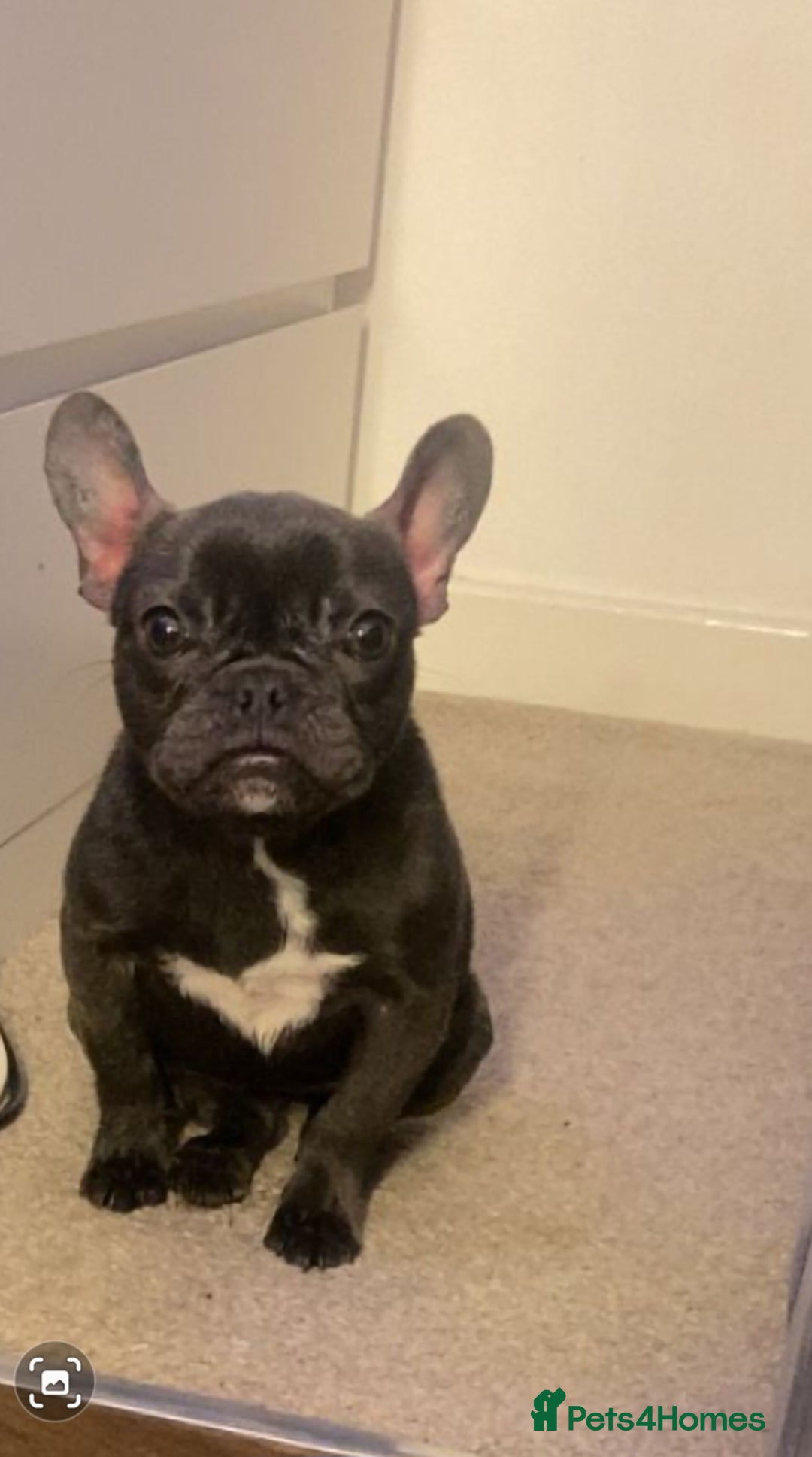 French Bulldog dogs for sale: French bulldog. - Image 1