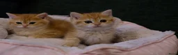 British Shorthair cats for sale: Stunning BSH Golden Boy TICA reg pedigree  - Advert 7