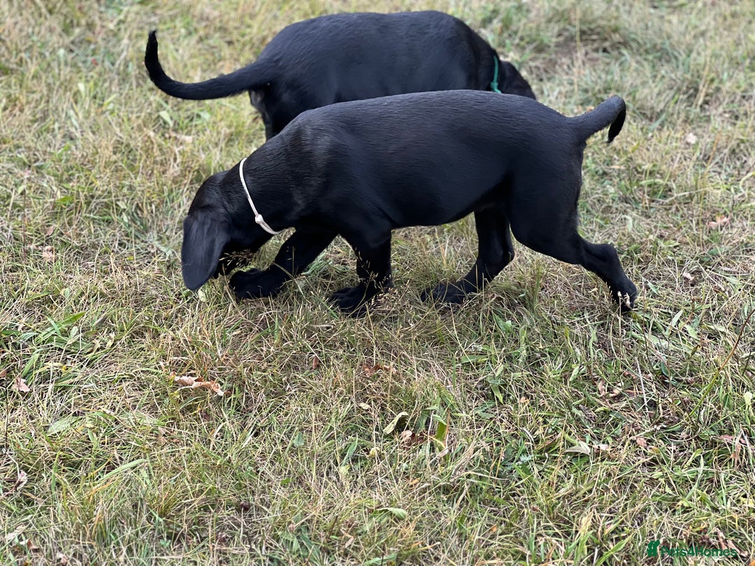 Labrador Retriever dogs for sale: 🐾Double Vaccinated🐾Black FTCH Forward Pups - Image 10