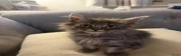 Maine Coon cats for sale: Maine Coon x BSH kittens  - Advert 4