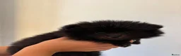 Pomeranian dogs for sale: Beautiful Pomeranian Puppies - Advert 4