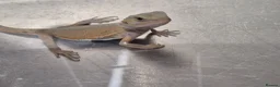 Bearded Dragon reptiles for sale: Baby bearded dragons  - Advert 10