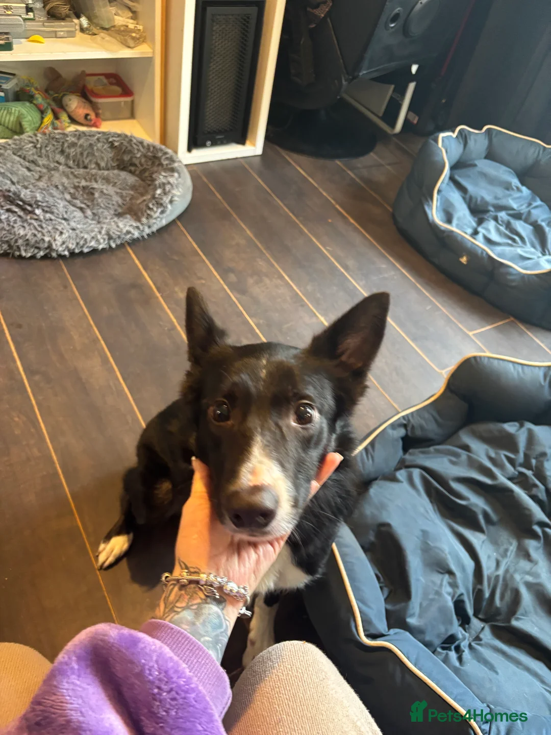 Border Collie dogs for sale: Male short haired collie in Northampton - Advert 2