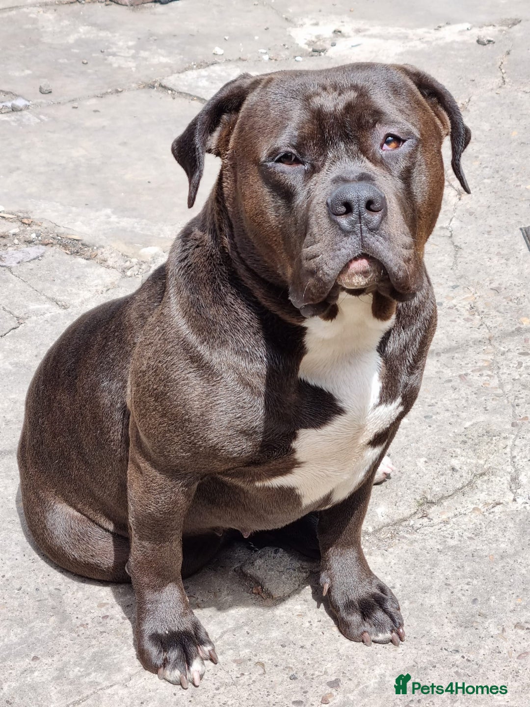 Mixed Breed dogs for sale: Free to good home female - Image 4
