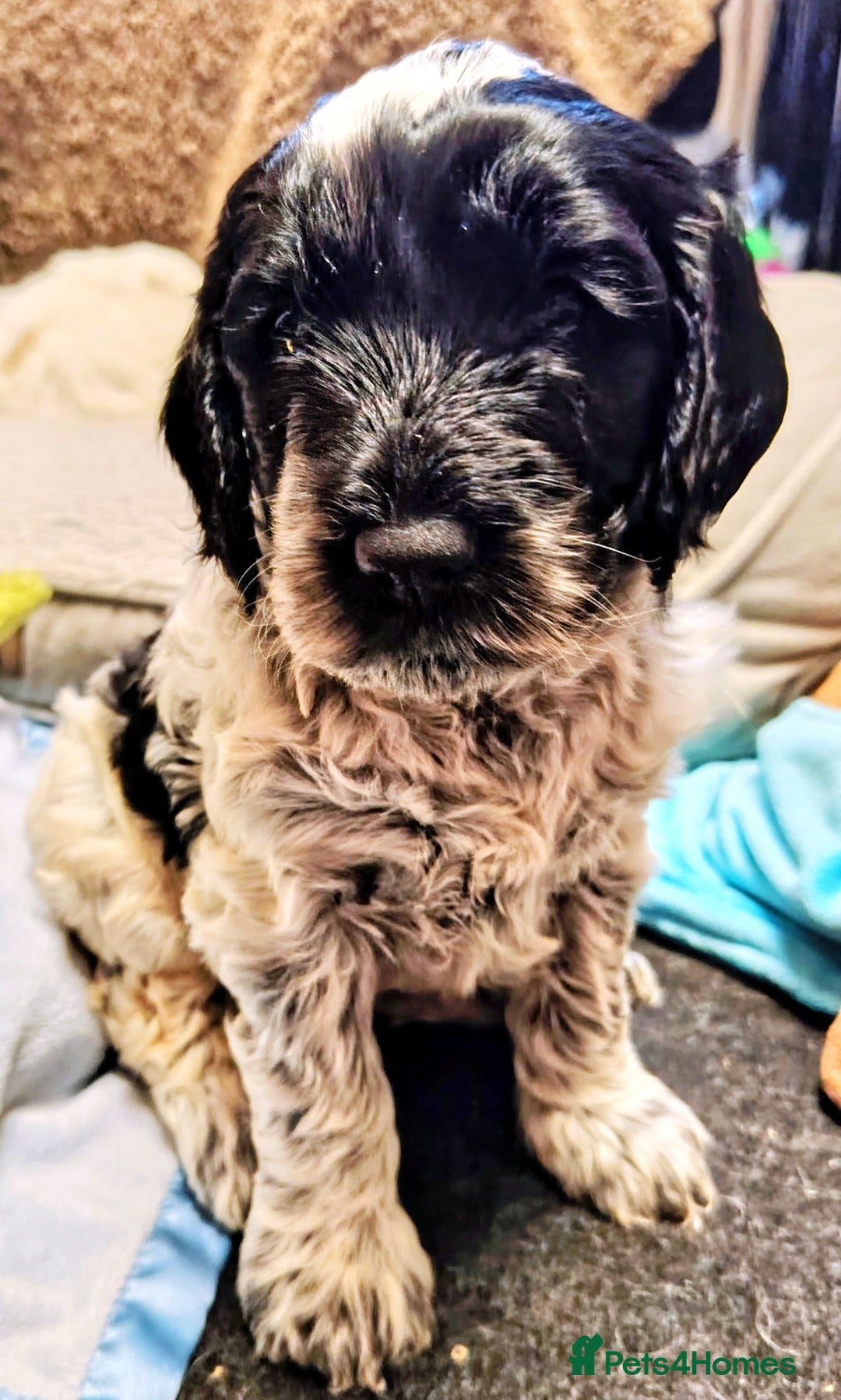 Cockapoo dogs for sale: F3 cockapoo  - Image 22