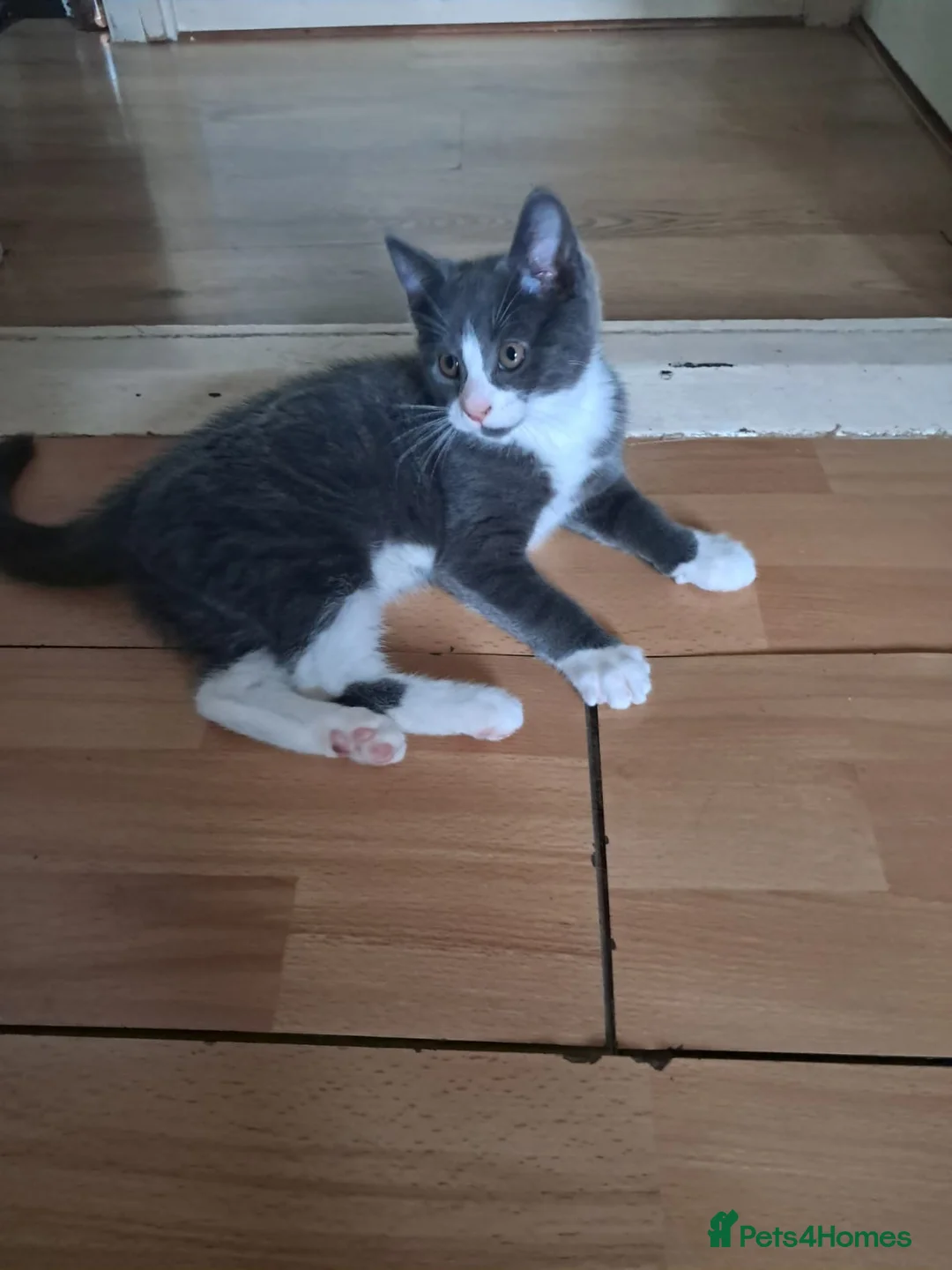 Mixed Breed cats for sale: HWe have 2boys,11 weeks old ready garden house pls - Advert 11