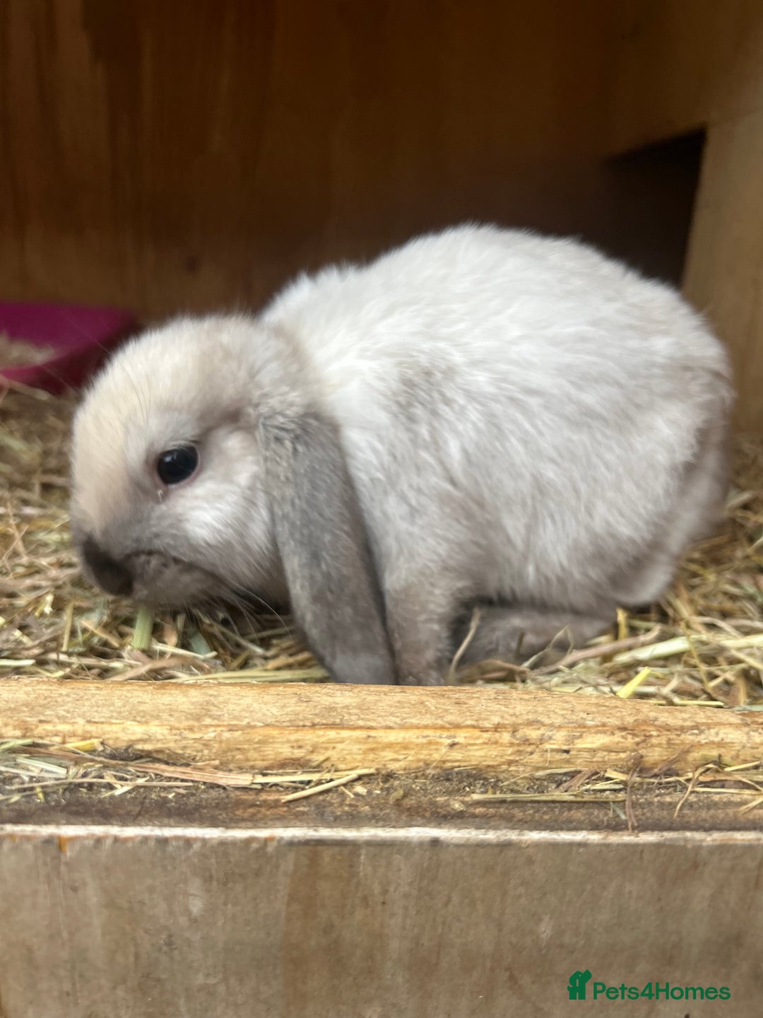 Mini Lop rabbits for sale: Beautiful mini lop bucks and does available  - Image 5