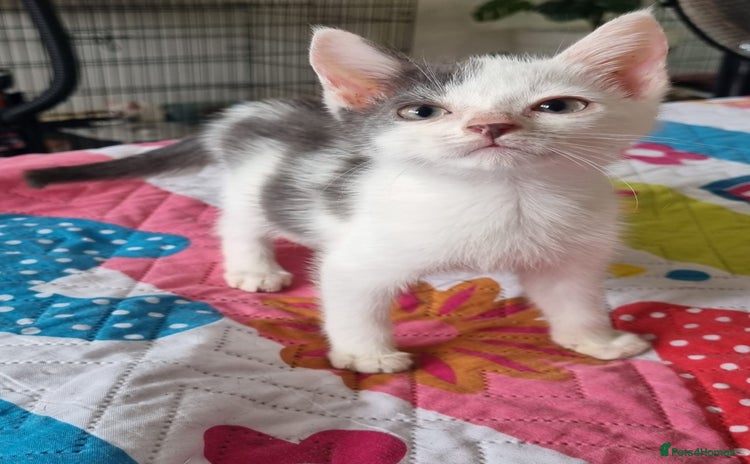 Domestic Shorthair cats - Advert 1