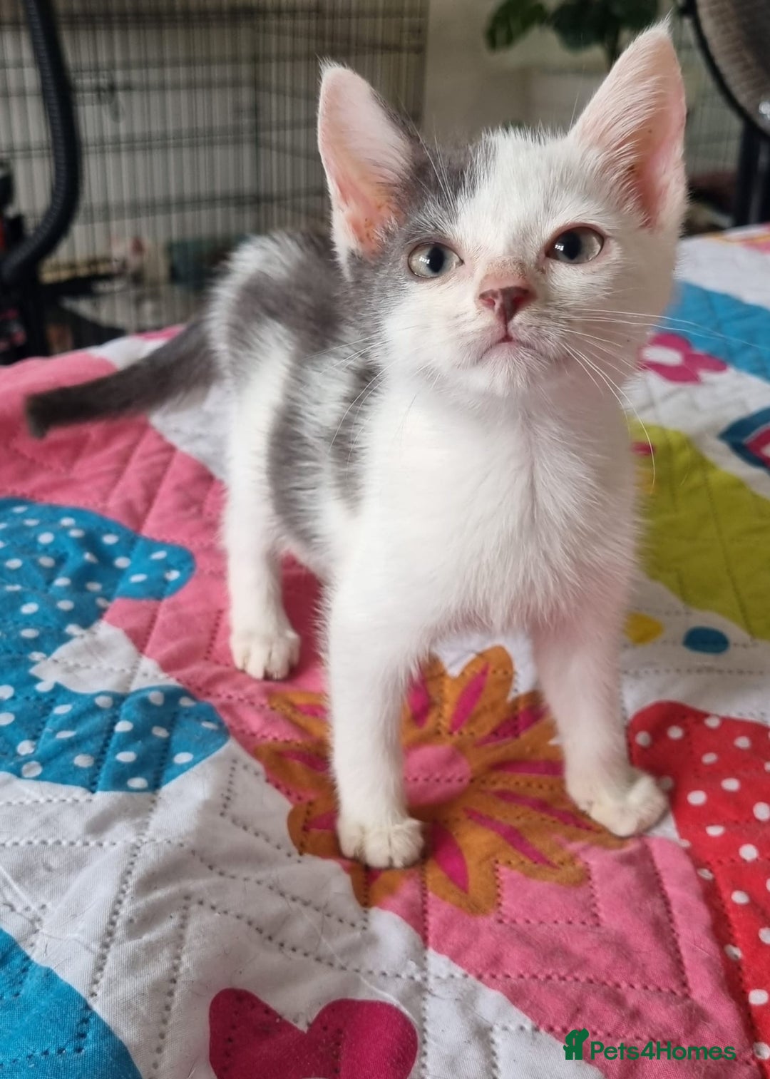 Domestic Shorthair cats for sale: READY TO GO  - Image 1