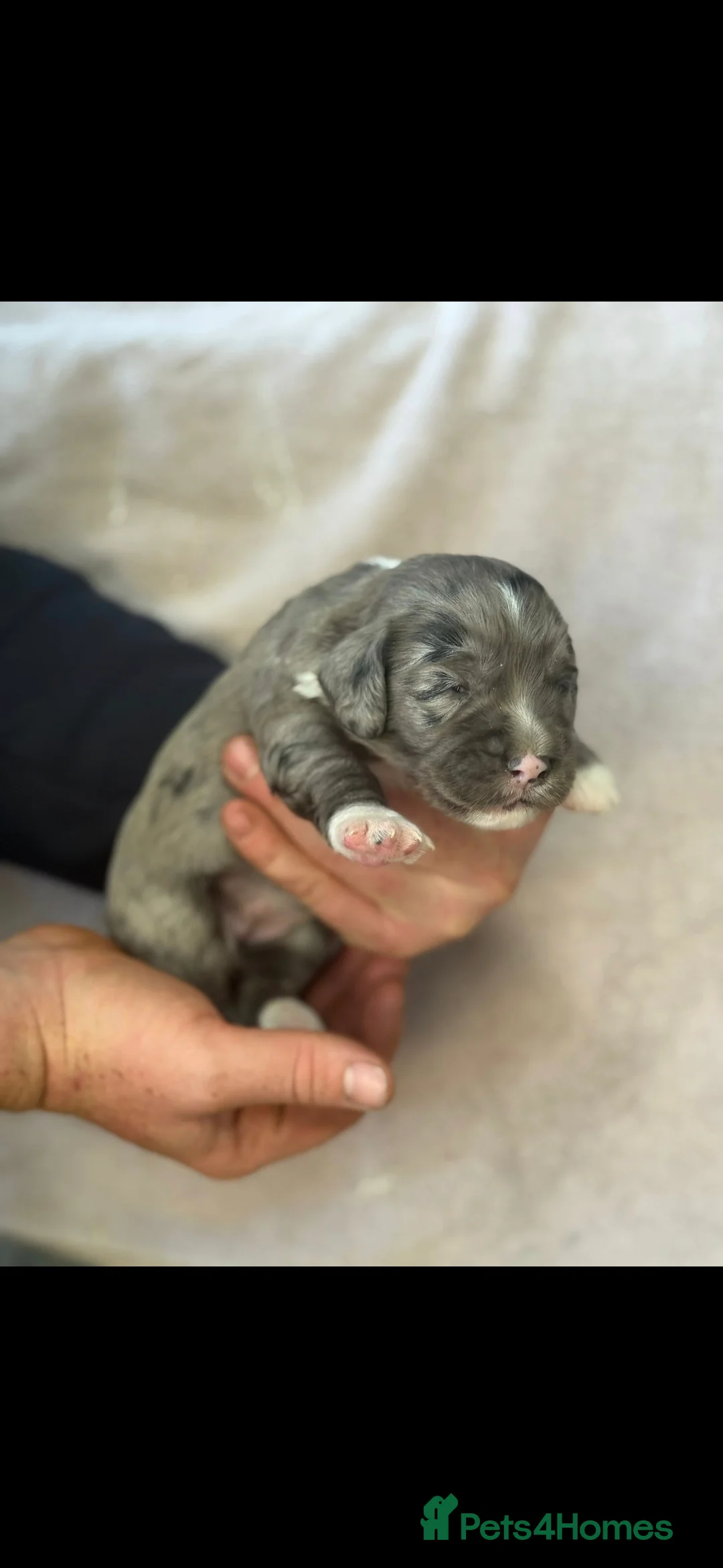 Cocker Spaniel dogs for stud: Merle Cocker stud in Shildon - Advert 29