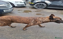 German Shepherd dogs for sale: German shepherd - Advert 6