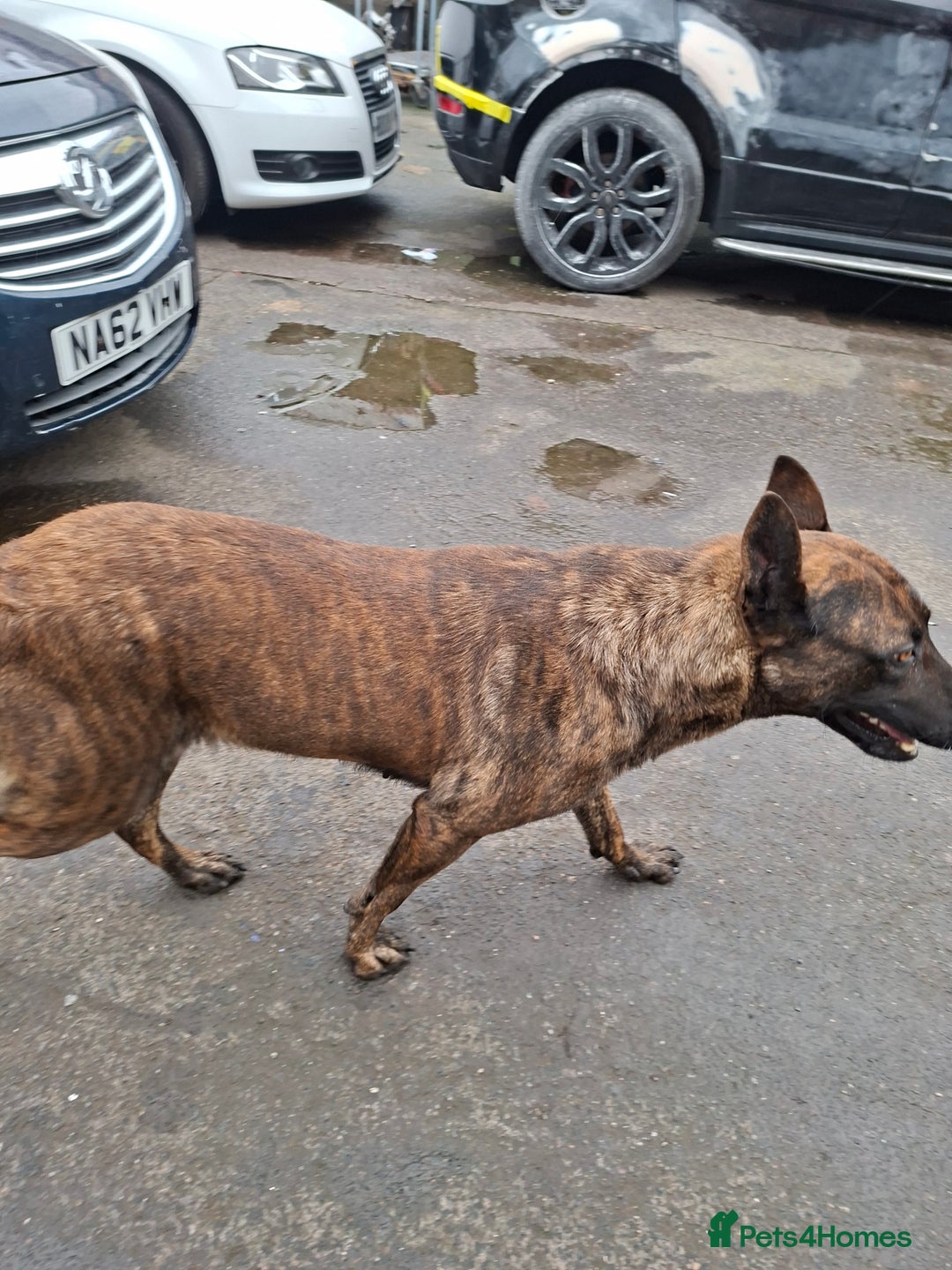 German Shepherd dogs for sale: German shepherd - Advert 6