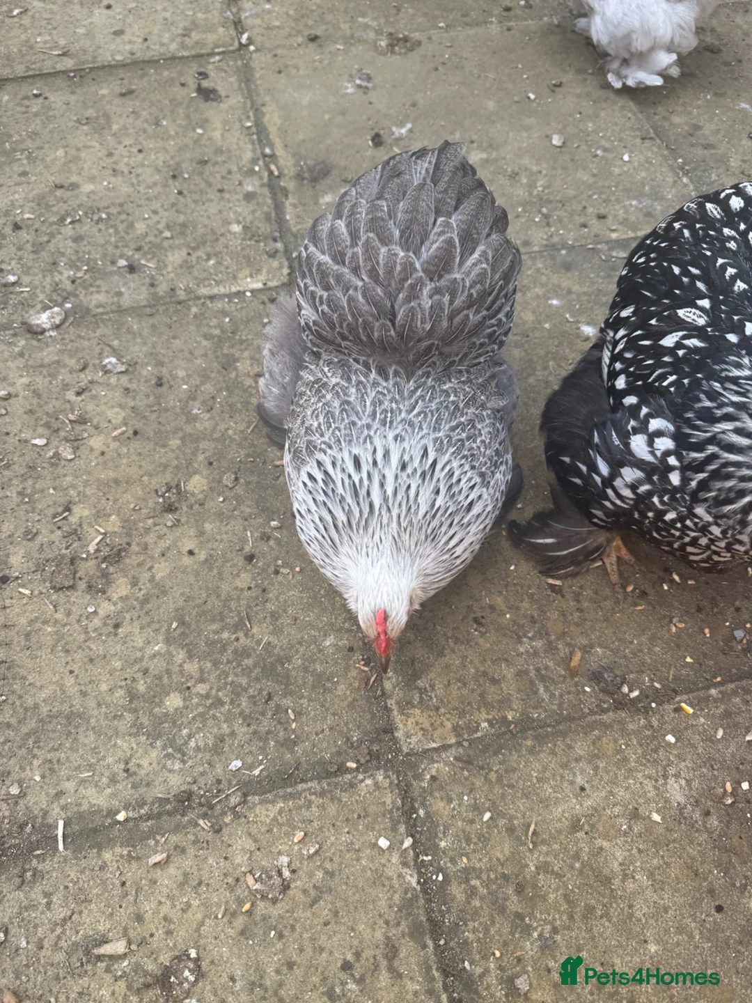 Chickens poultry for sale: Peking Hen available  - Advert 5