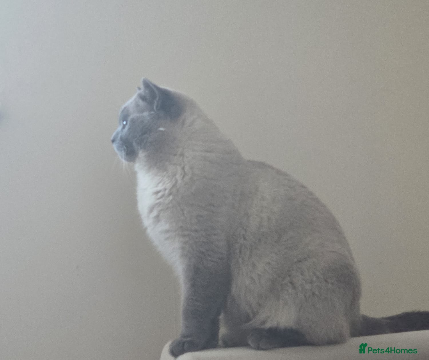 Mixed Breed cats 🐾 1.5 year old BHS 🐾 - Advert 1