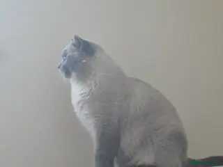 Mixed Breed cats 🐾 1.5 year old BHS 🐾 - Advert 1