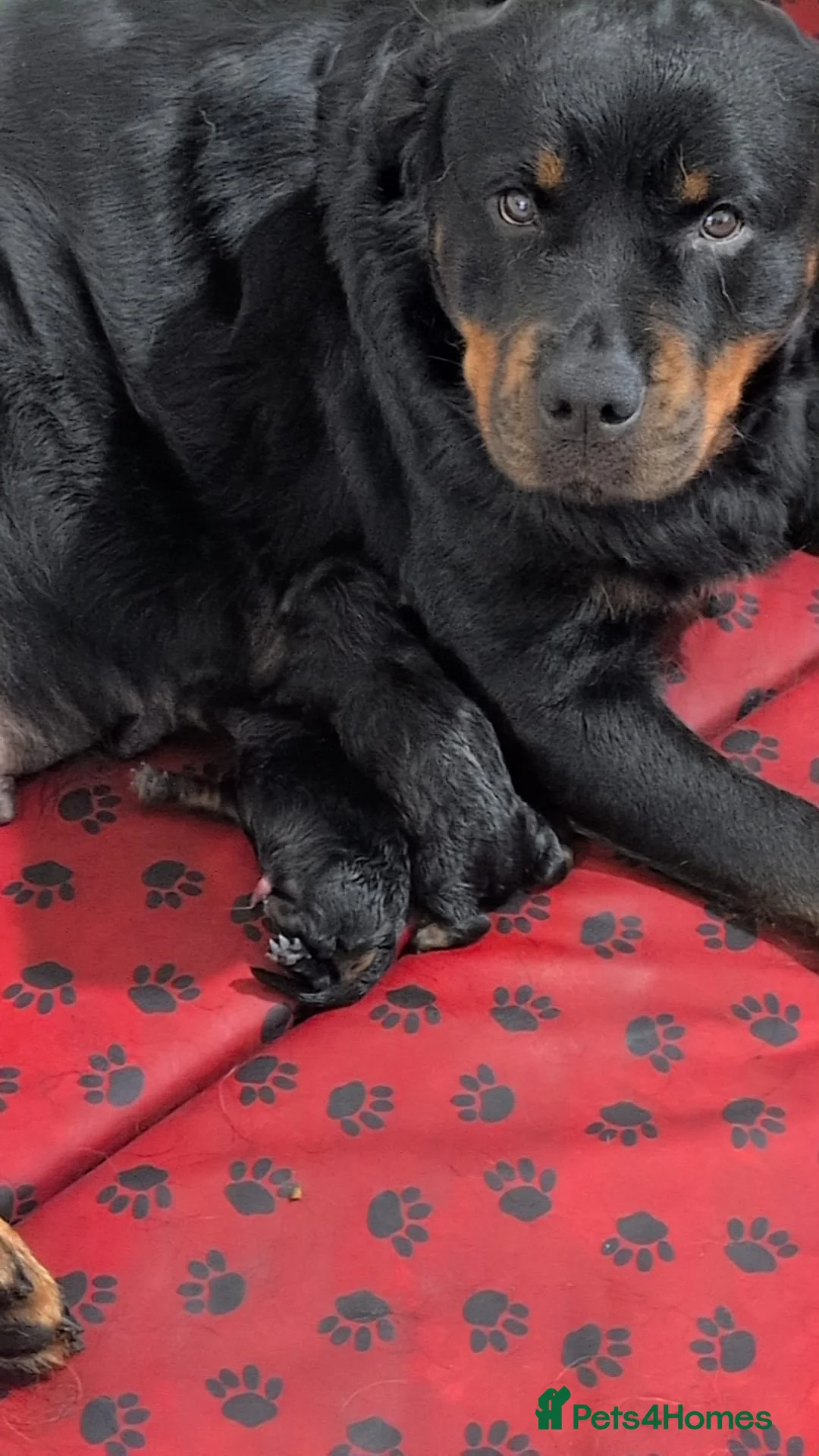 Rottweiler dogs for sale: 🐶PREMIUM ROTTWEILERS. ADRK GERMAN BLOODLINES 🇩🇪 - Advert 8