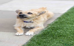 Mixed Breed dogs for adoption: Livvy - Image 19