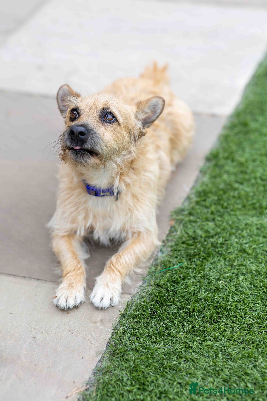 Mixed Breed dogs for adoption: Livvy - Image 19