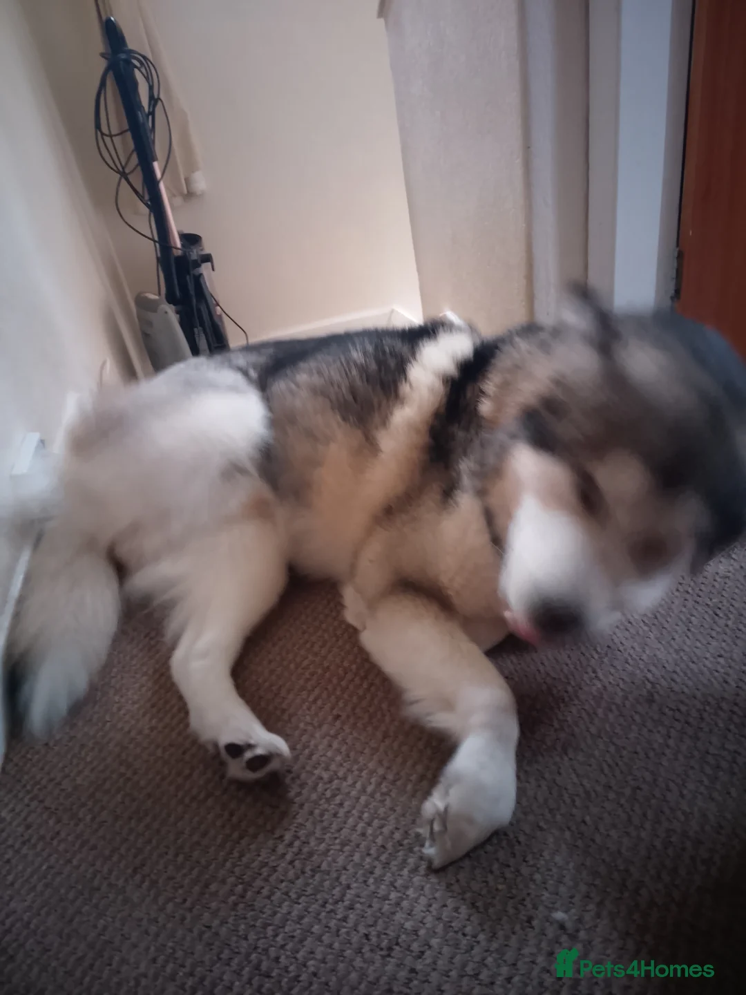 Alaskan Malamute dogs for stud: Tonka - Advert 9