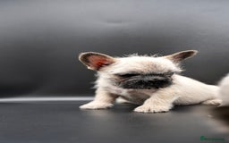 French Bulldog dogs for sale: French bulldog wire hair pink  - Image 3